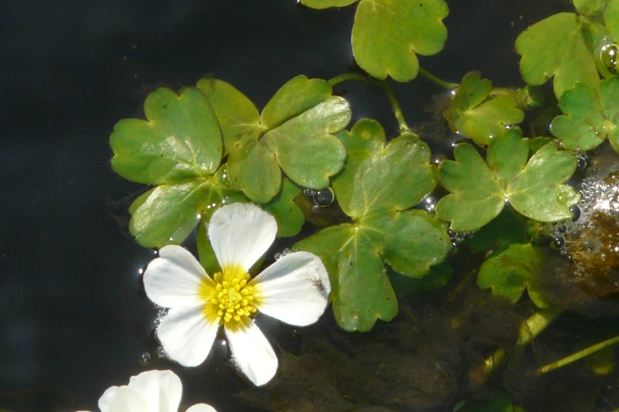 Ranunculus aquatilis 3