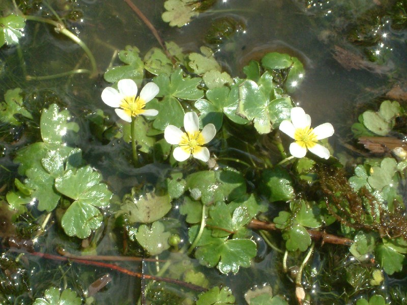 Ranunculus aquatilis 2