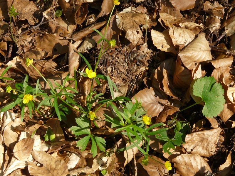 Ranunculus auricomus agg.