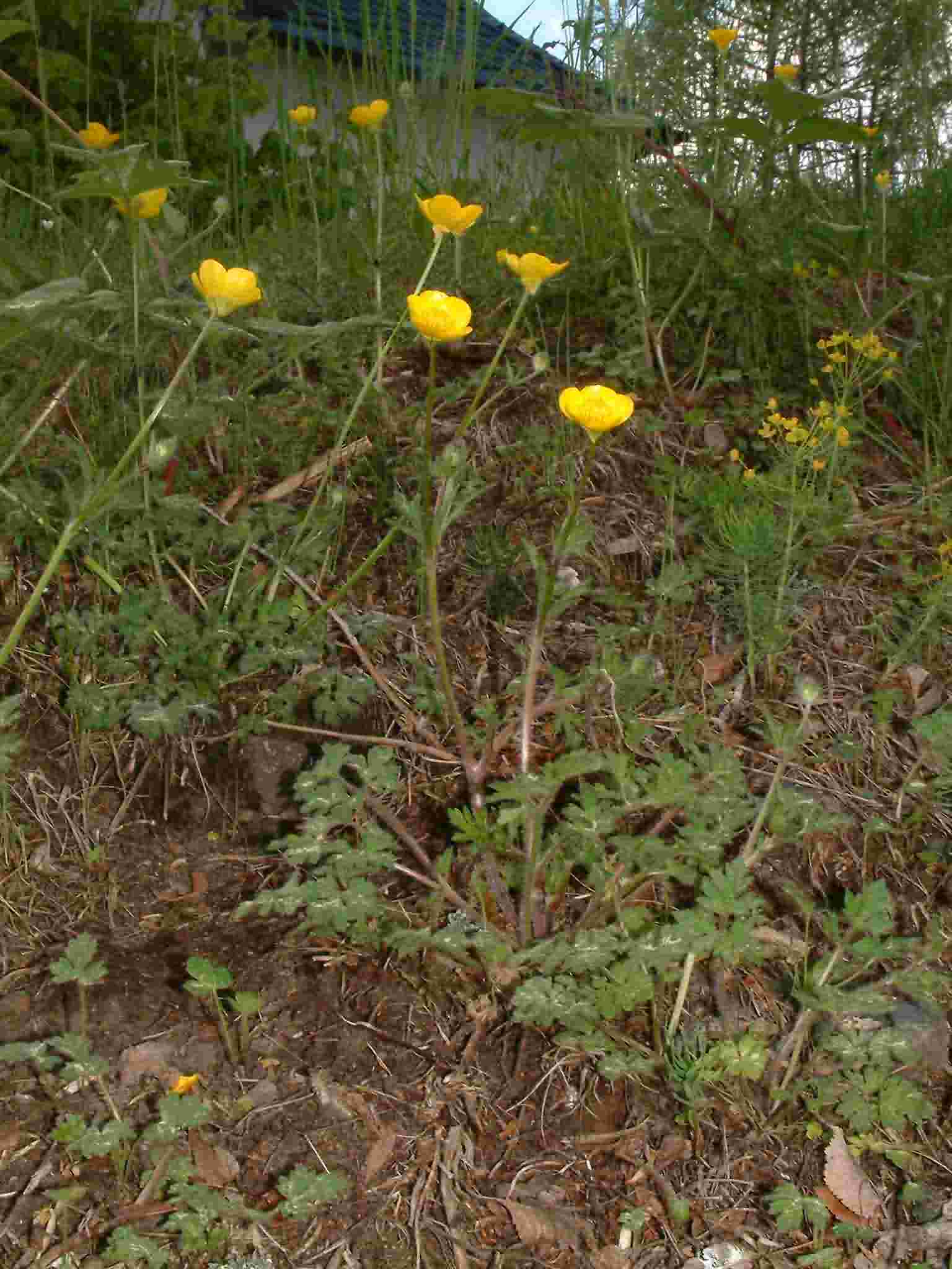 Ranunculus bulbosus 1
