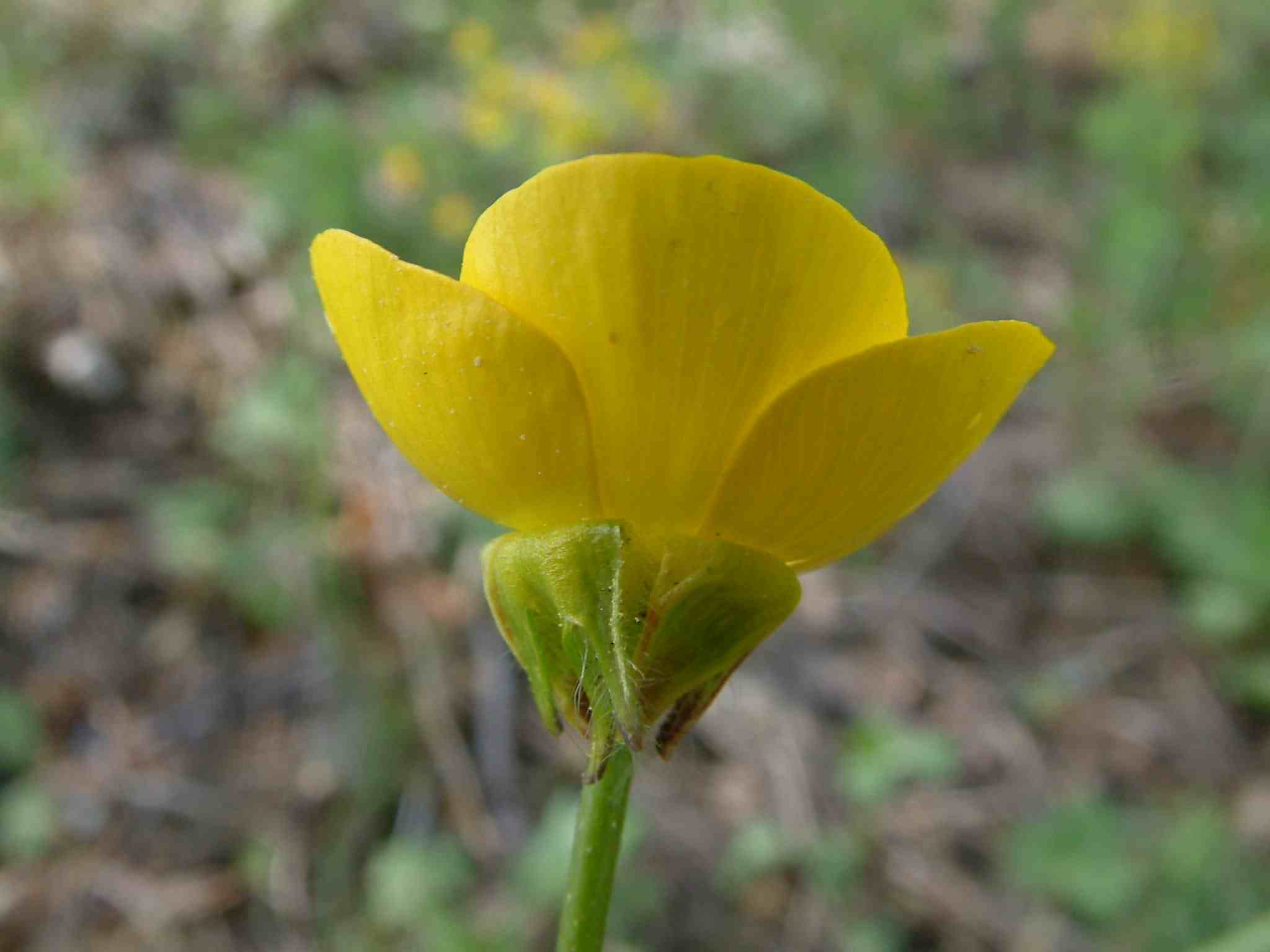 Ranunculus bulbosus 2