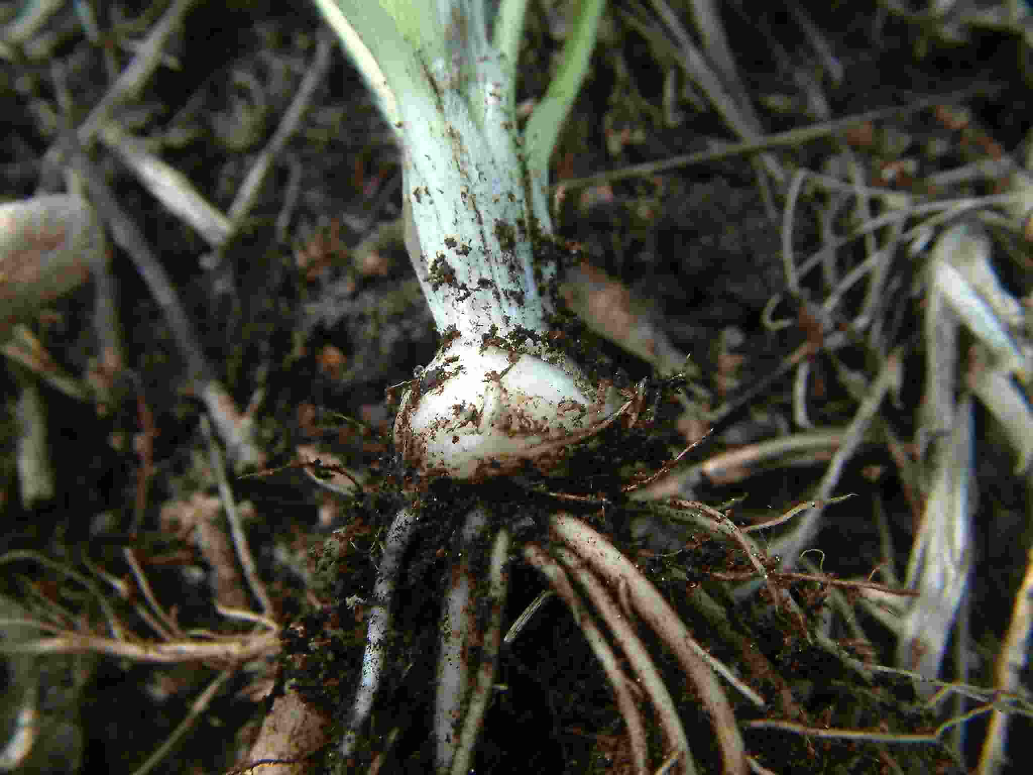Ranunculus bulbosus 3