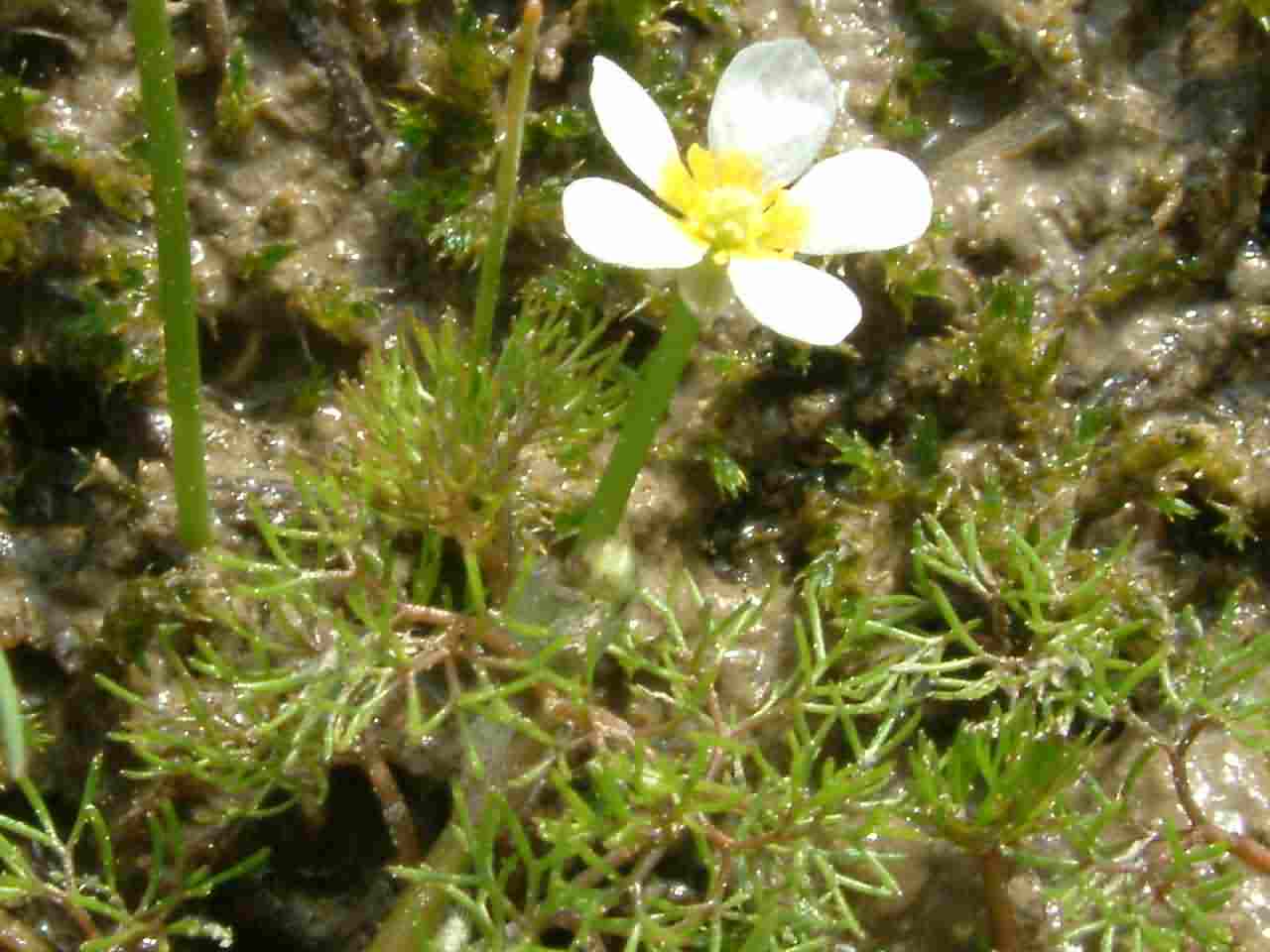Ranunculus circinatus 1