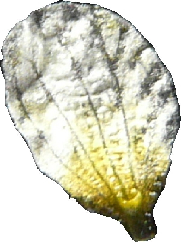 Ranunculus circinatus 3