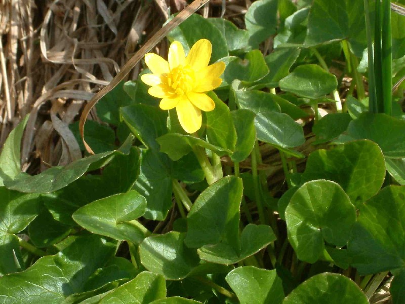 Ranunculus ficaria 1