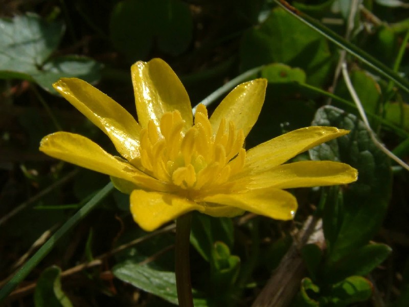 Ranunculus ficaria 2