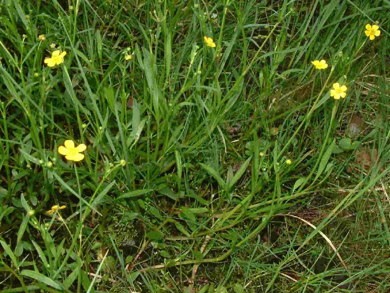 Ranunculus_flammula