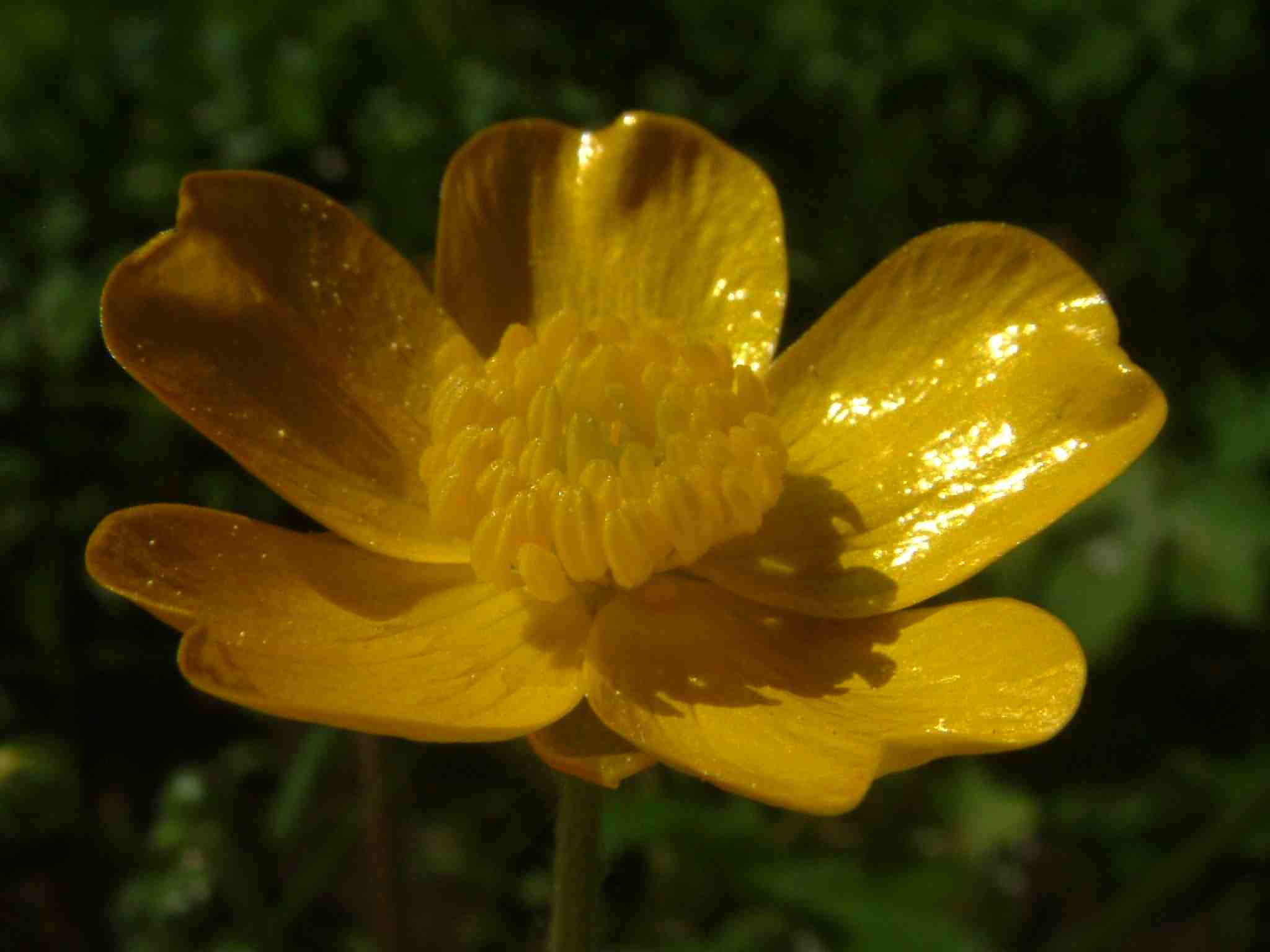 Ranunculus lanuginosus 2
