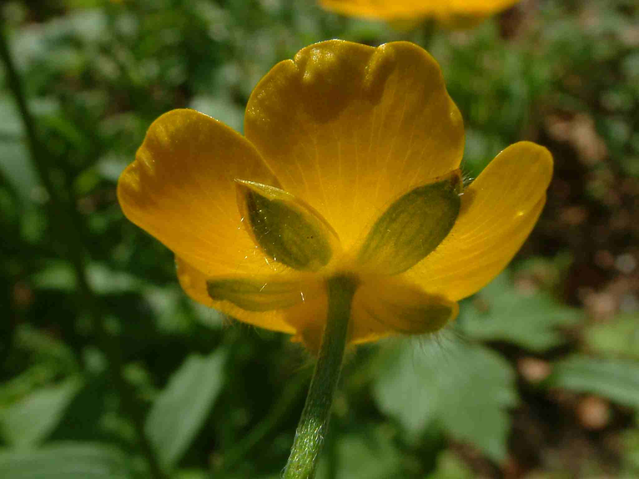 Ranunculus lanuginosus 3