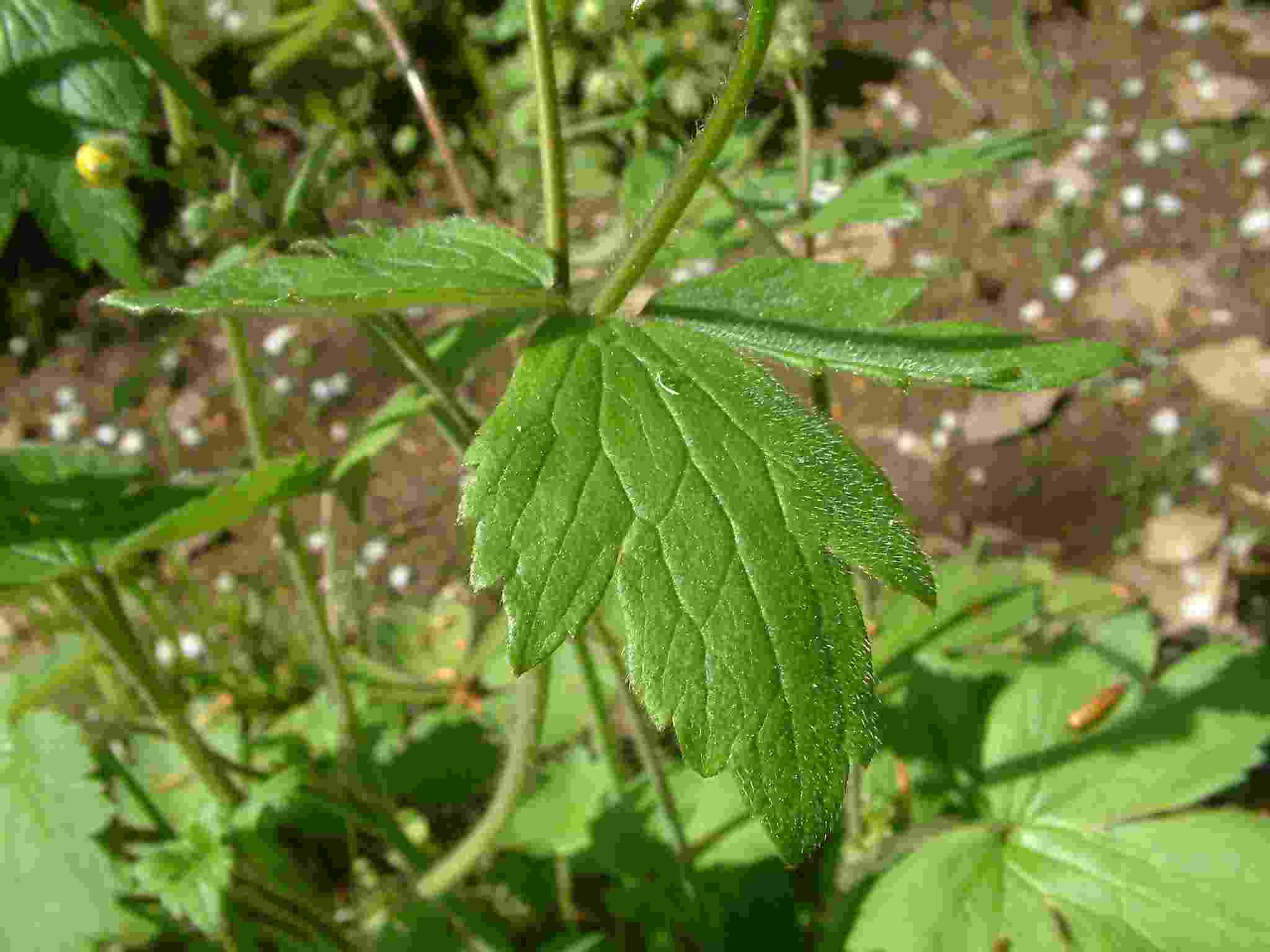 Ranunculus lanuginosus 5