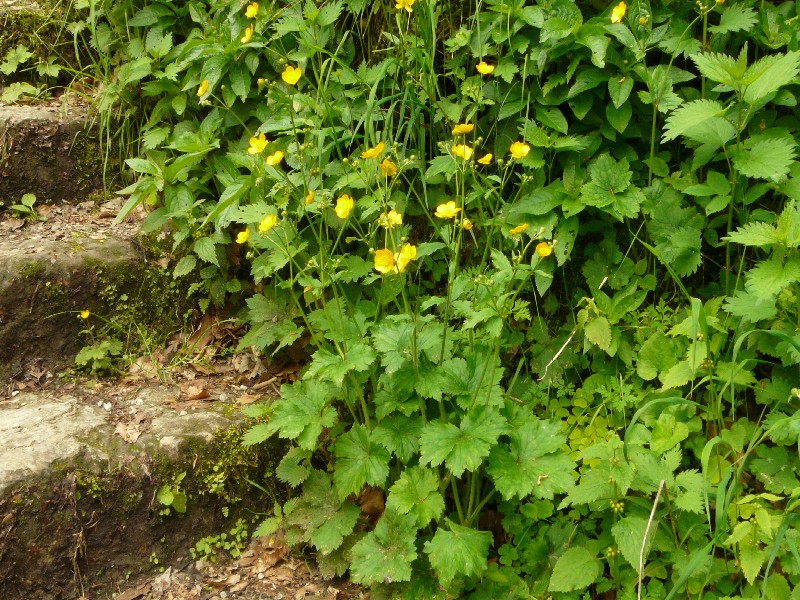 Ranunculus lanuginosus 1