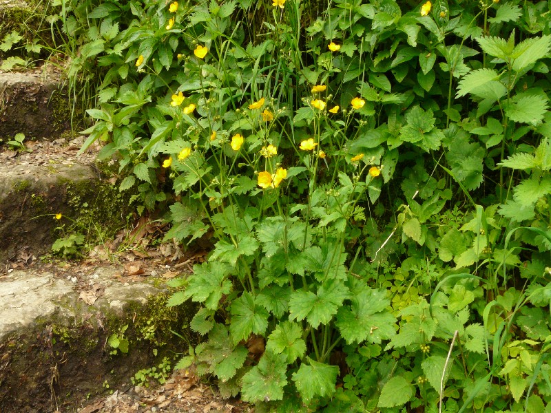 Ranunculus lanuginosus 1