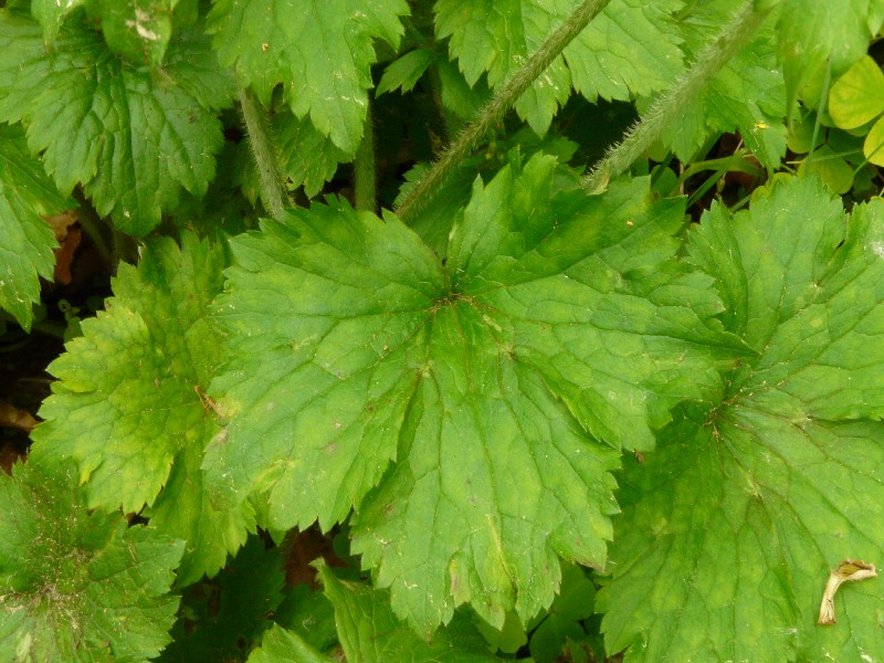 Ranunculus lanuginosus 4