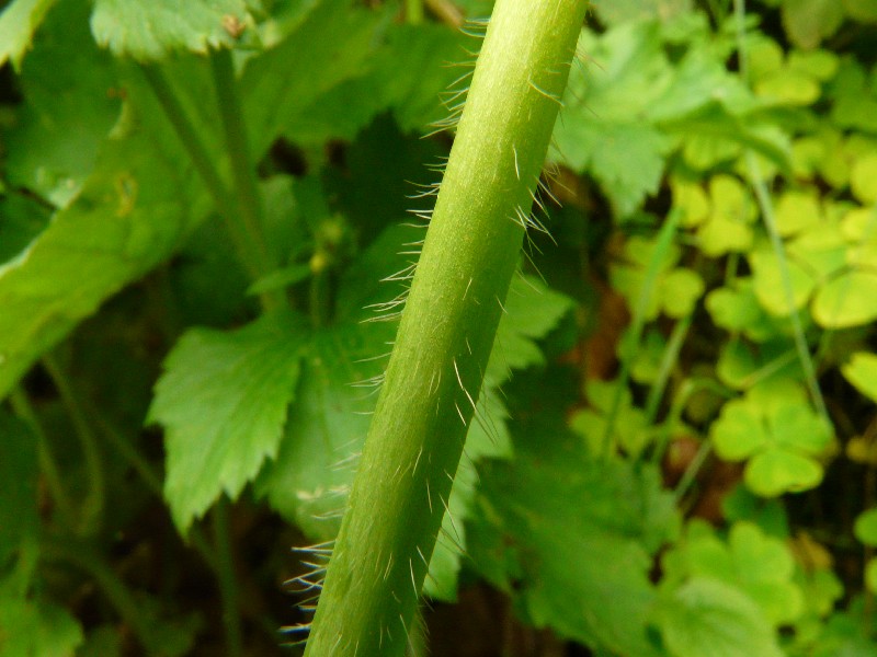 Ranunculus lanuginosus 6