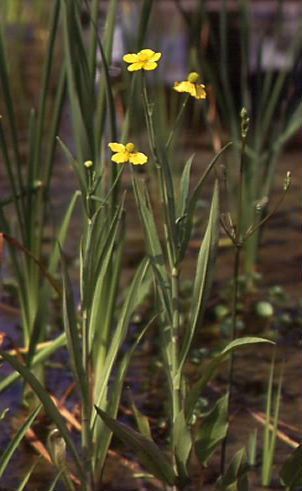 Ranunculus lingua 1