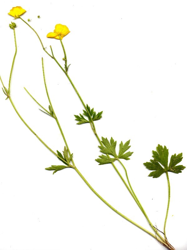 Ranunculus nemorosus