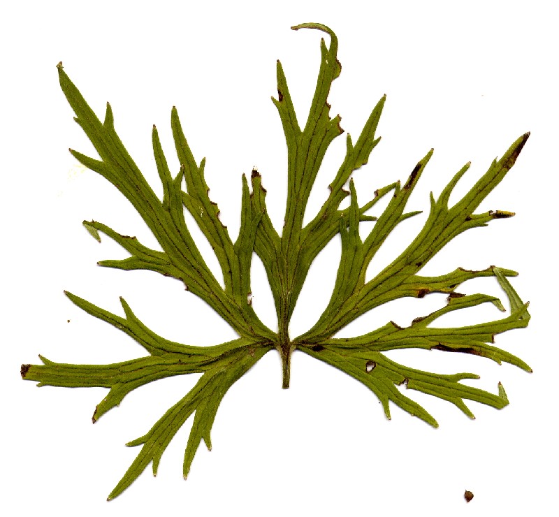 Ranunculus polyanthemophyllus 1