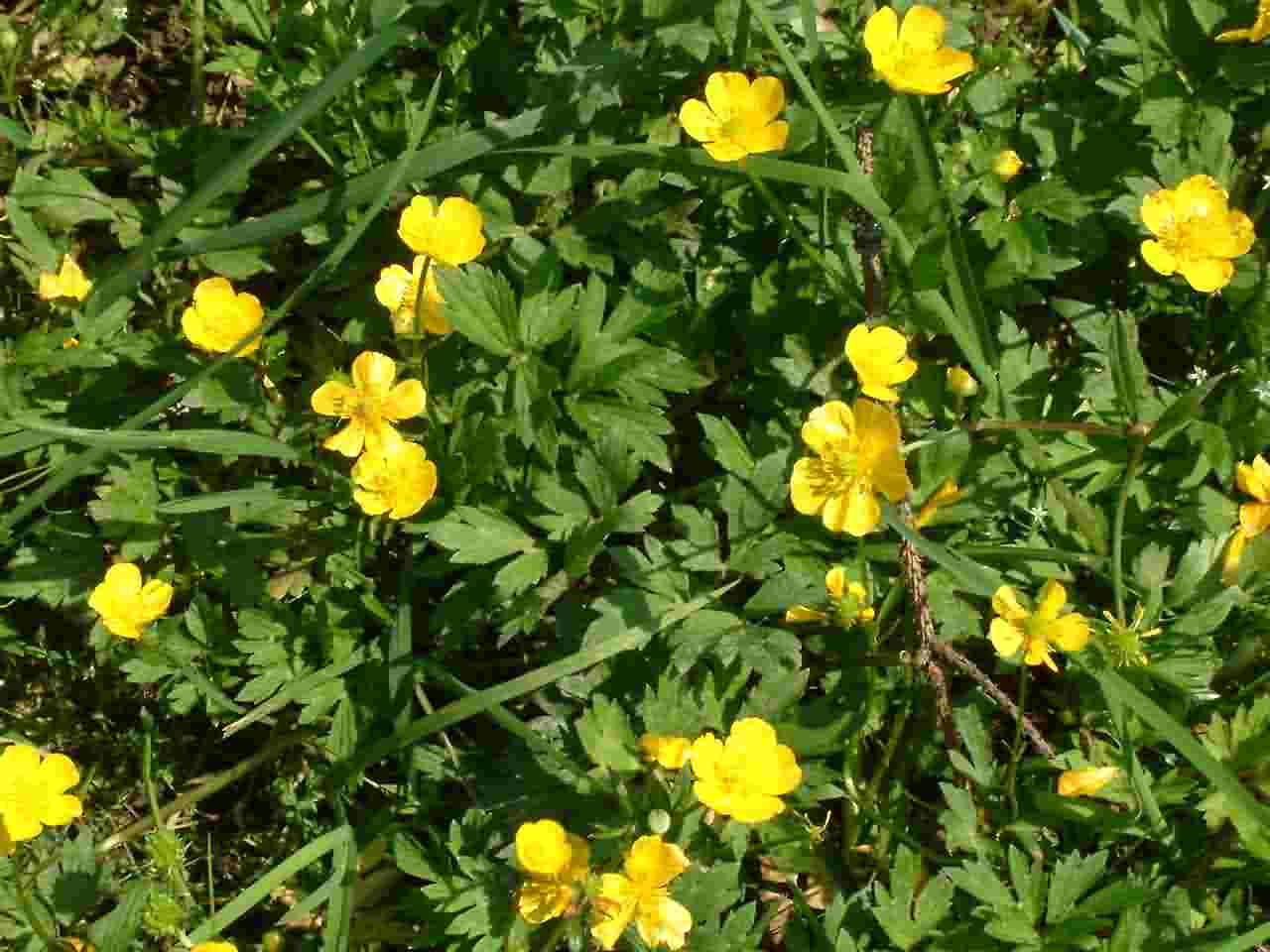 Ranunculus repens 1