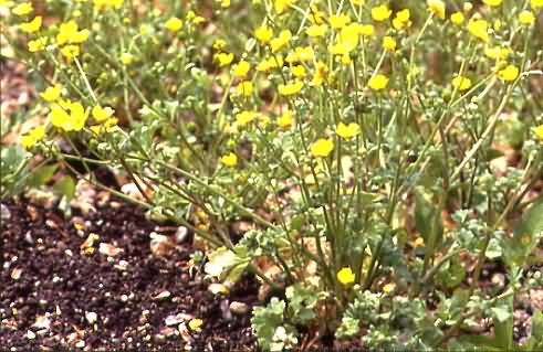 Ranunculus sardous 1