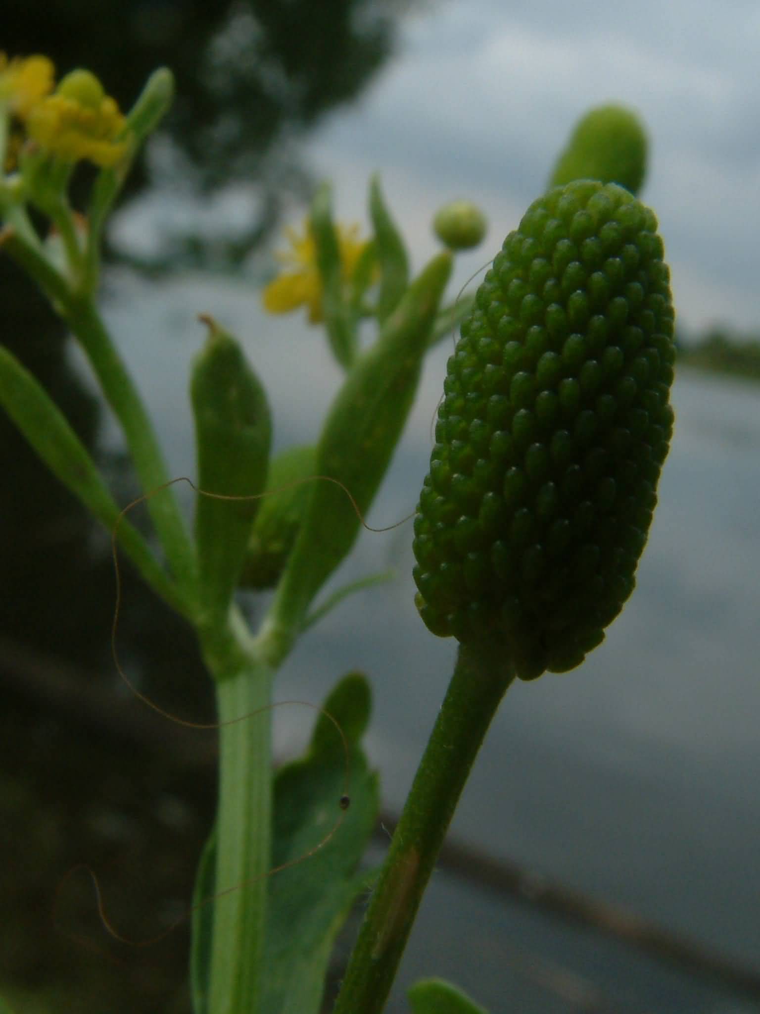 Ranunculus sceleratus 2