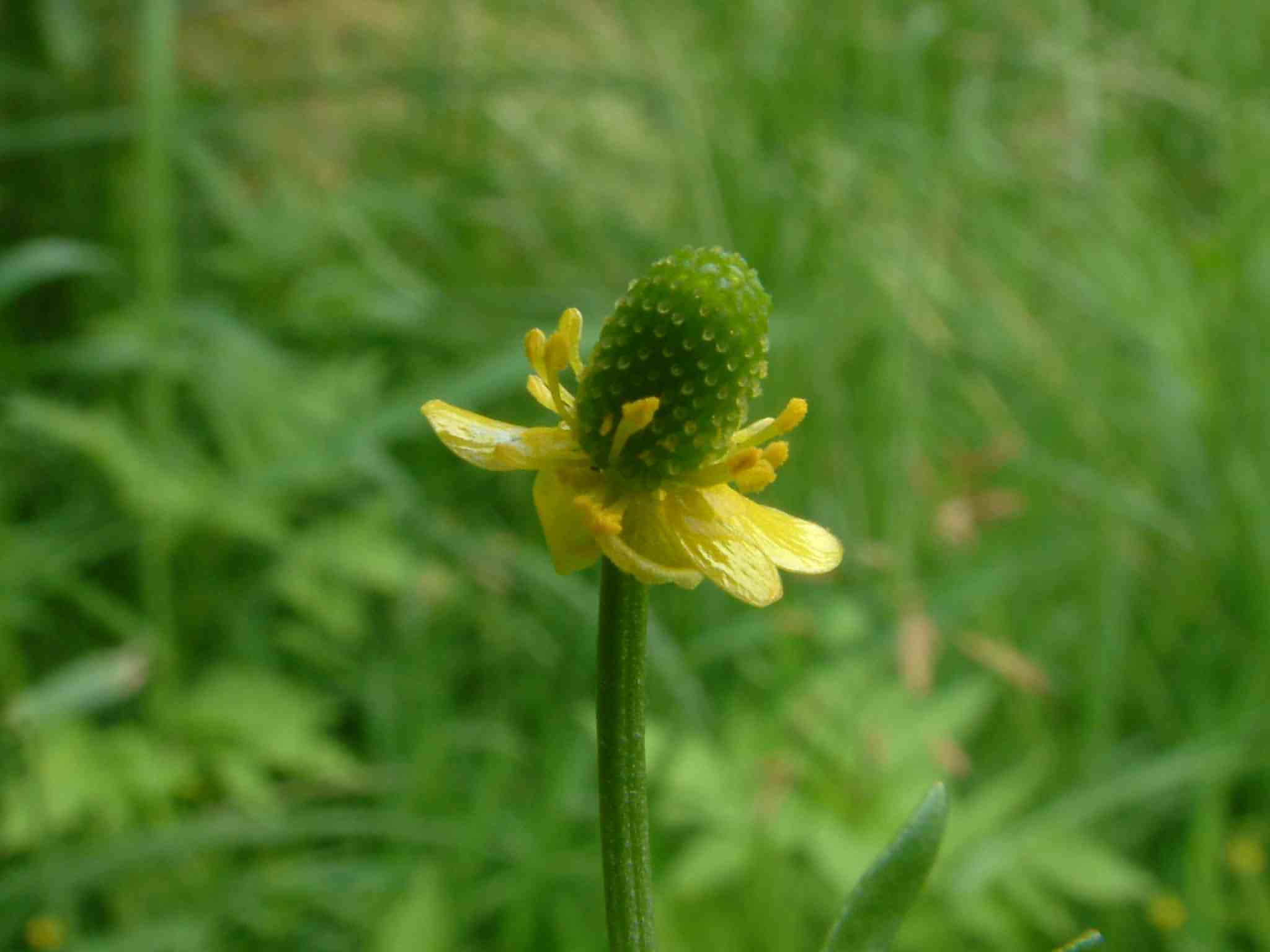 Ranunculus sceleratus 3