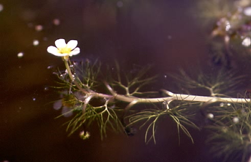 Ranunculus trichophyllus 1