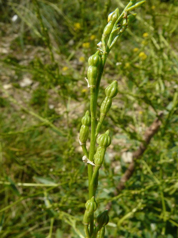 Rapistrum perenne 2