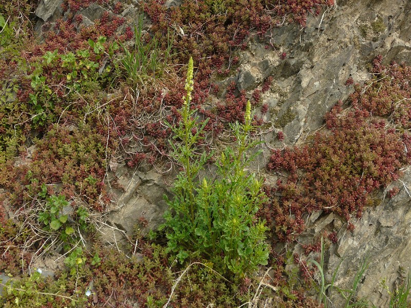 Reseda lutea 1