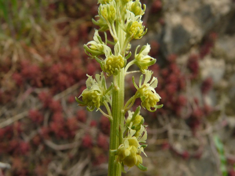 Reseda lutea 2