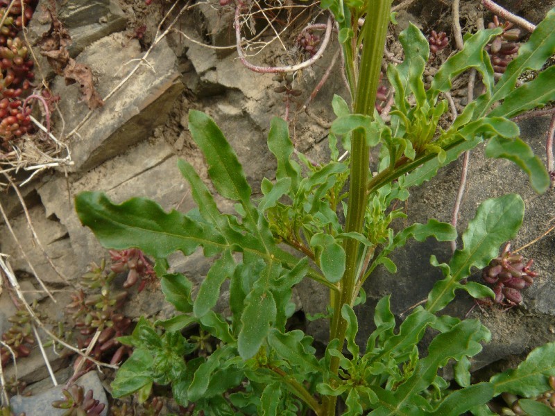 Reseda lutea 4