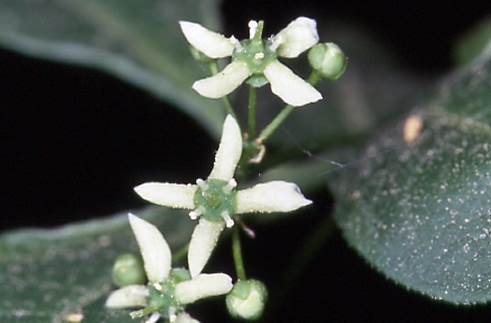 Rhamnus catharticus 2