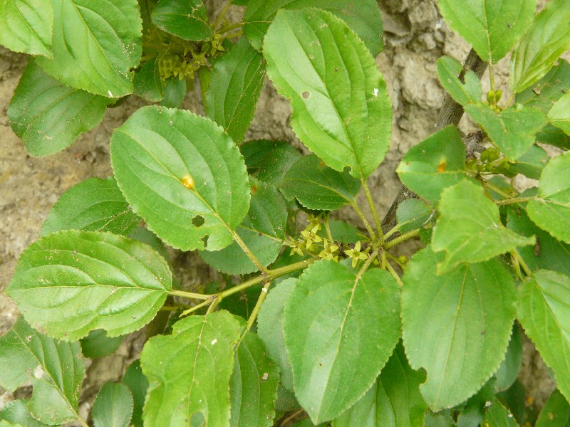 Rhamnus catharticus 1