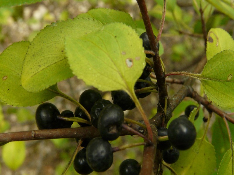 Rhamnus catharticus 4