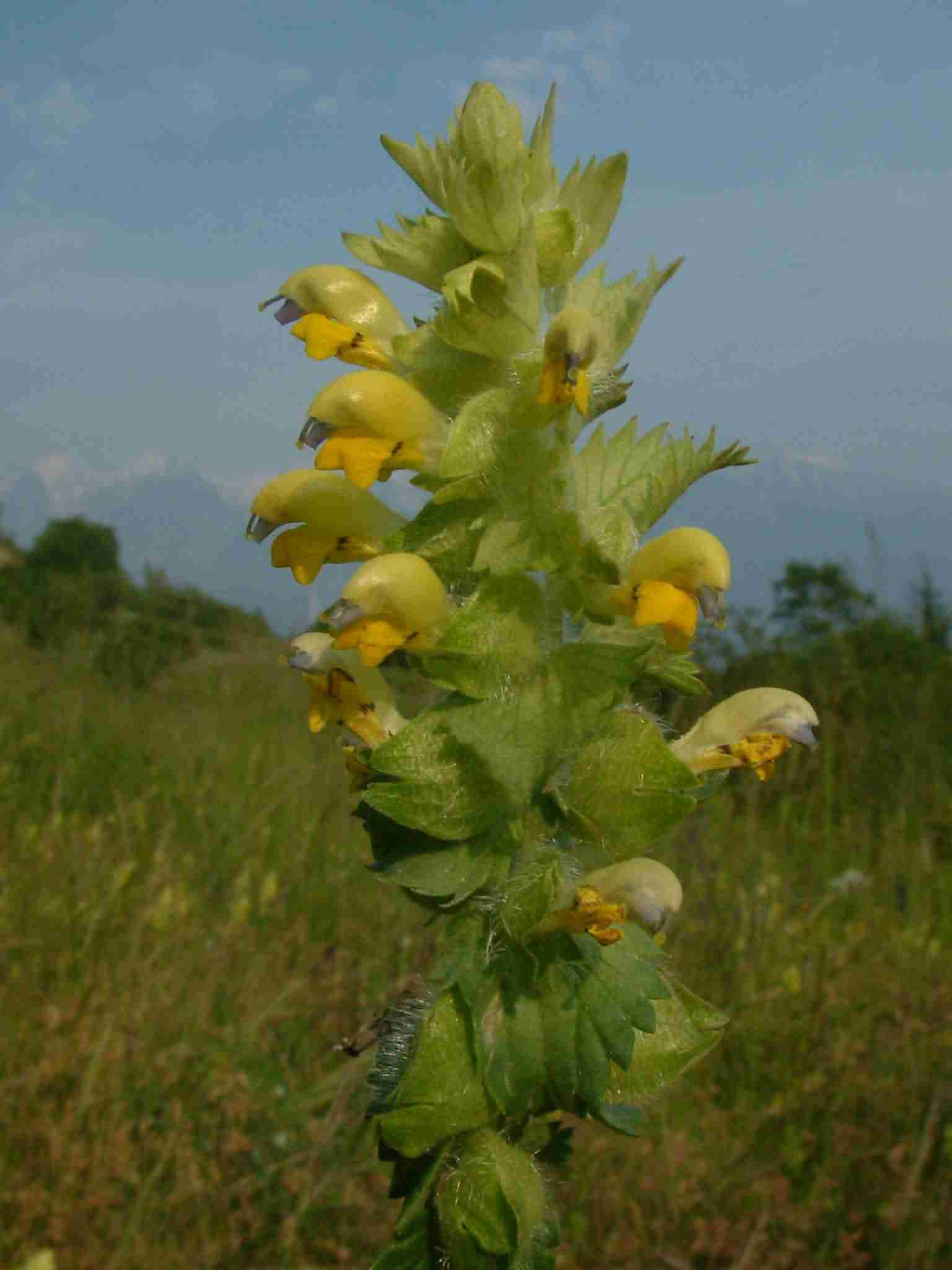 Rhinanthus alectorolophus 1