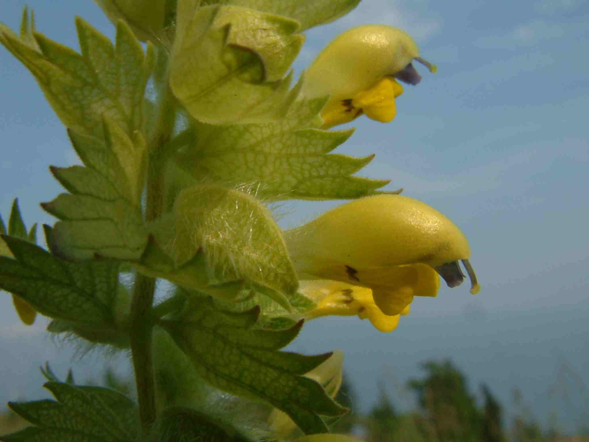 Rhinanthus alectorolophus 2