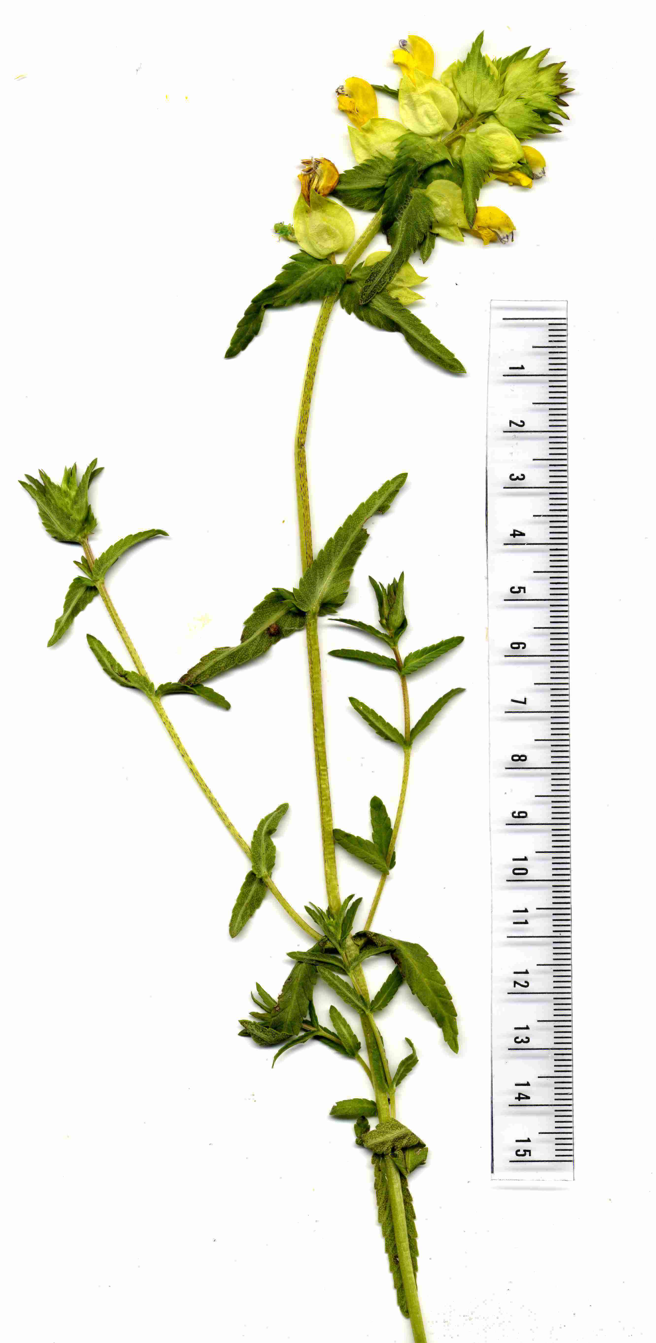 Rhinanthus angustifolius 4