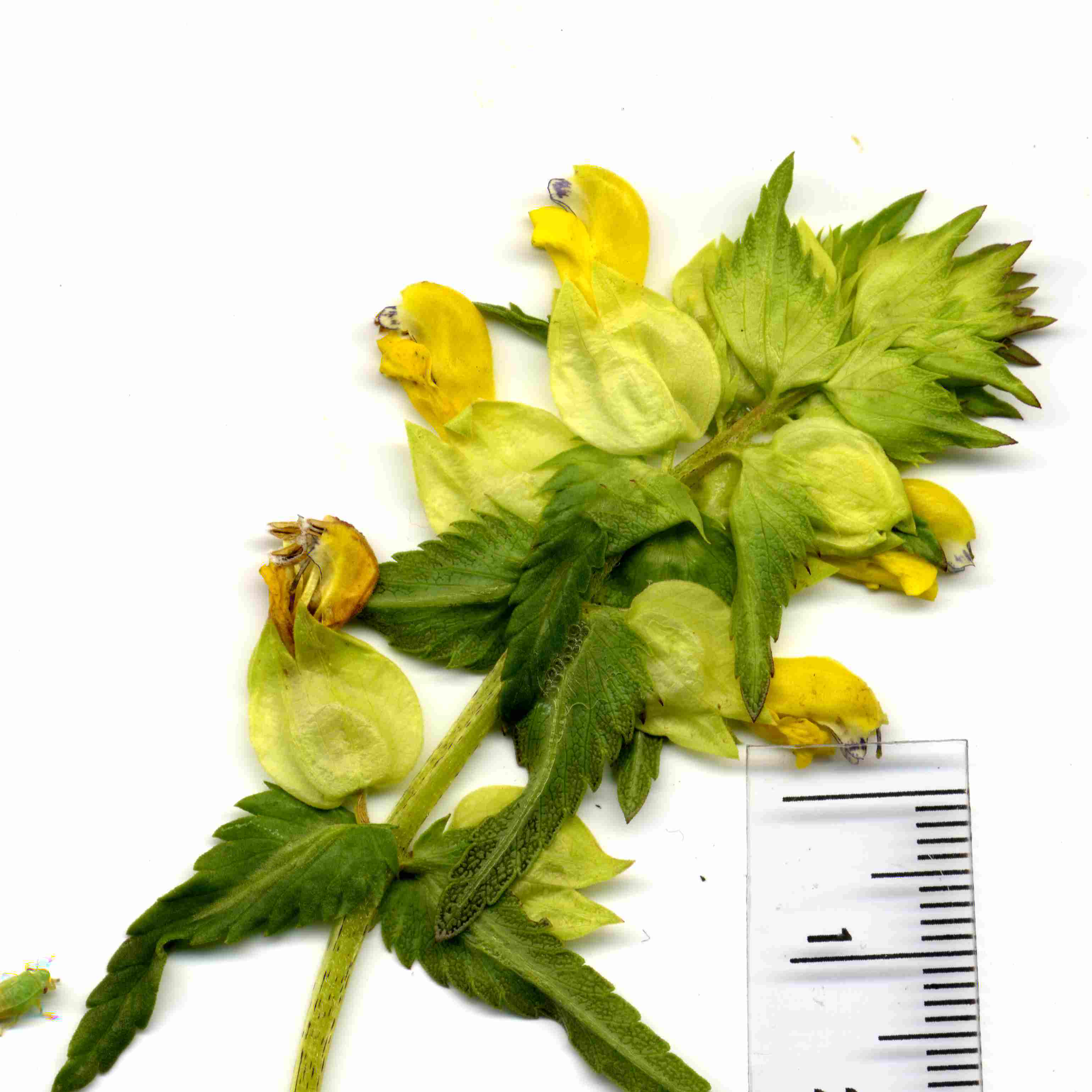 Rhinanthus angustifolius 4