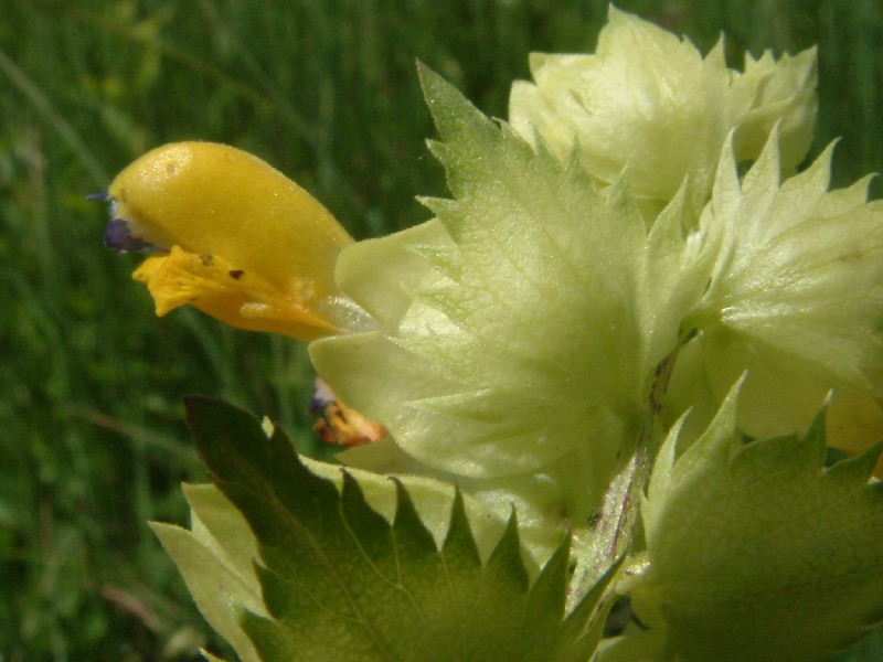 Rhinanthus angustifolius 3