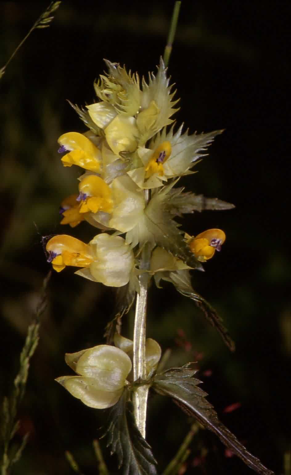 Rhinanthus angustifolius 2