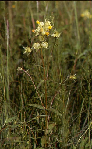 Rhinanthus angustifolius 1