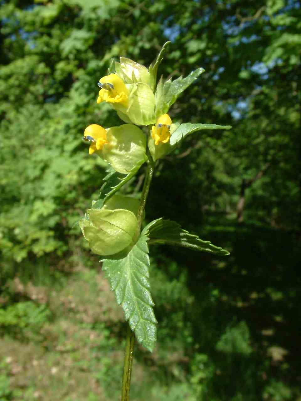 Rhinanthus minor 1