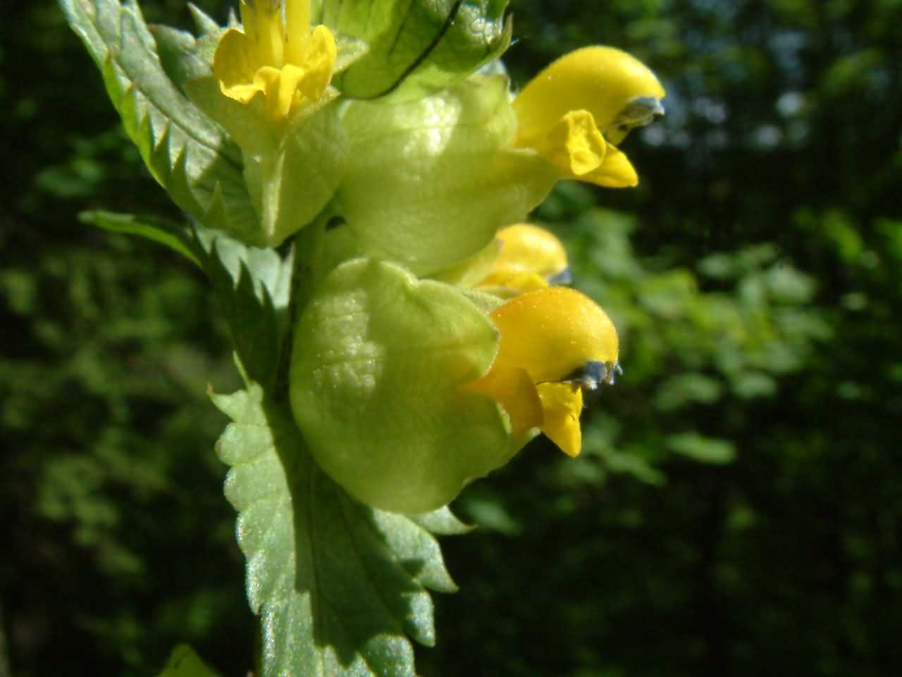 Rhinanthus minor 2