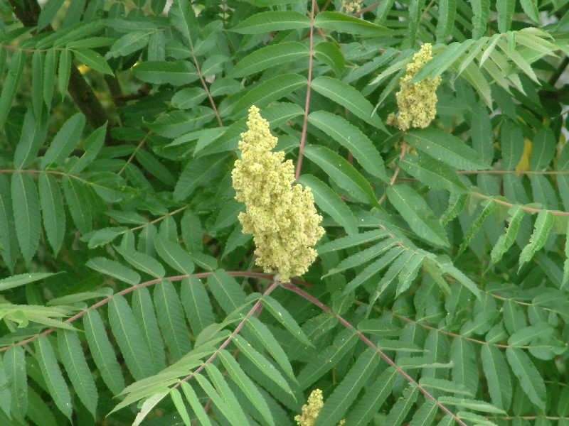 Rhus hirta 2