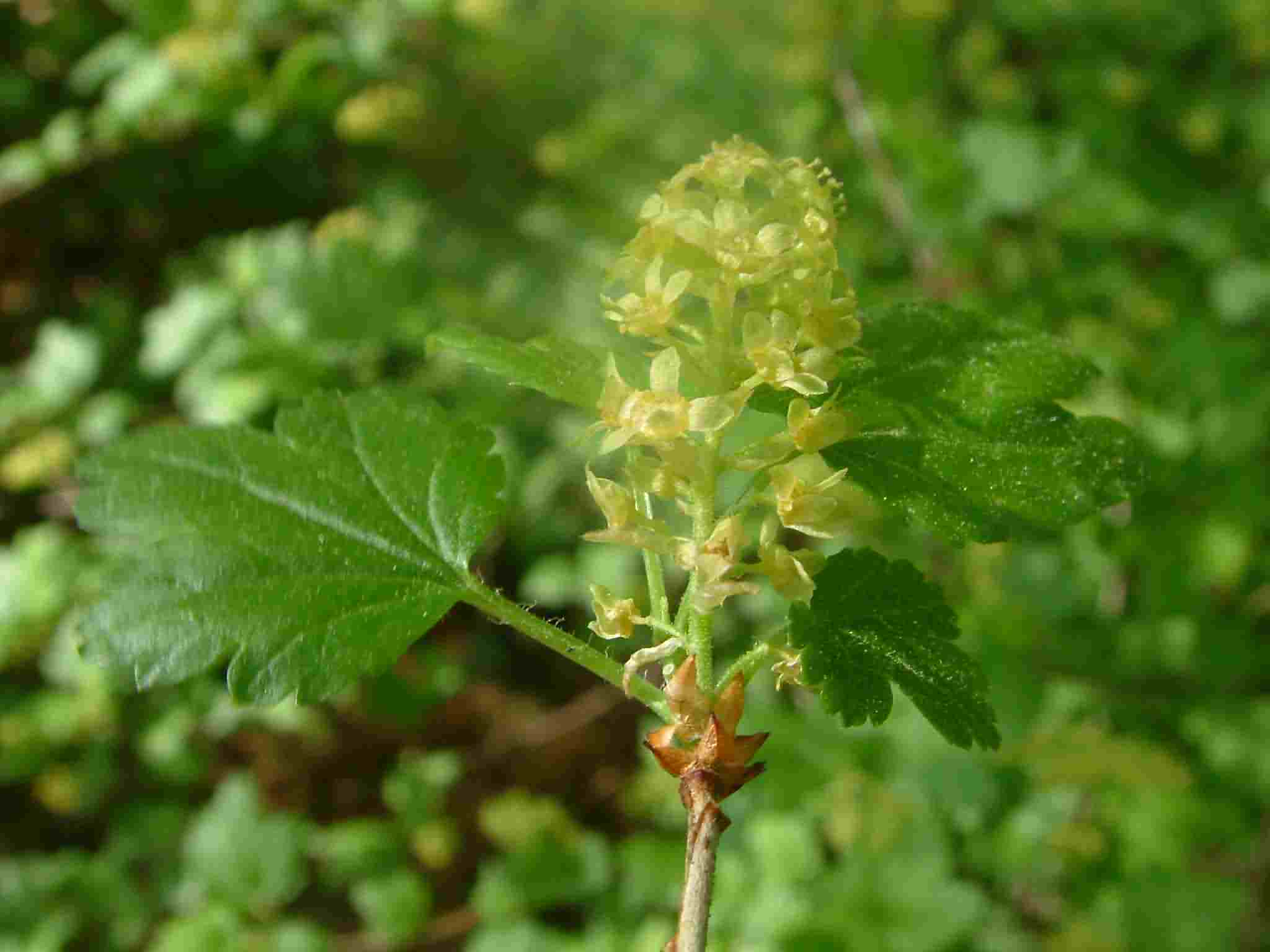 Ribes alpinum 2