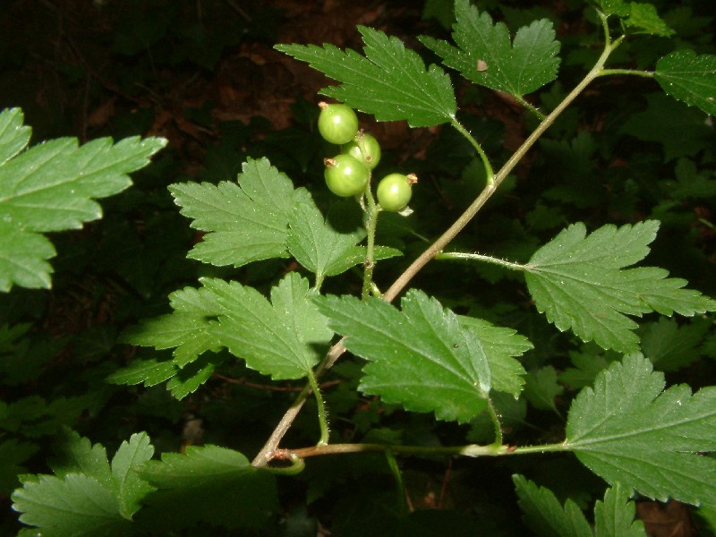 Ribes alpinum 3