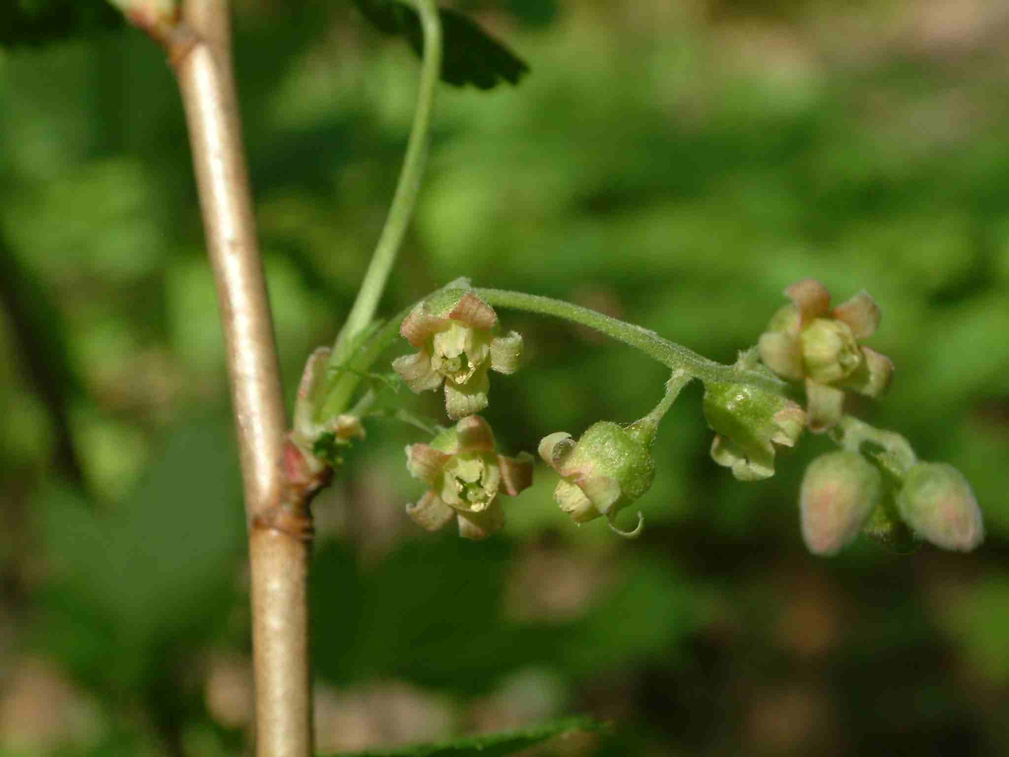 Ribes nigrum 2