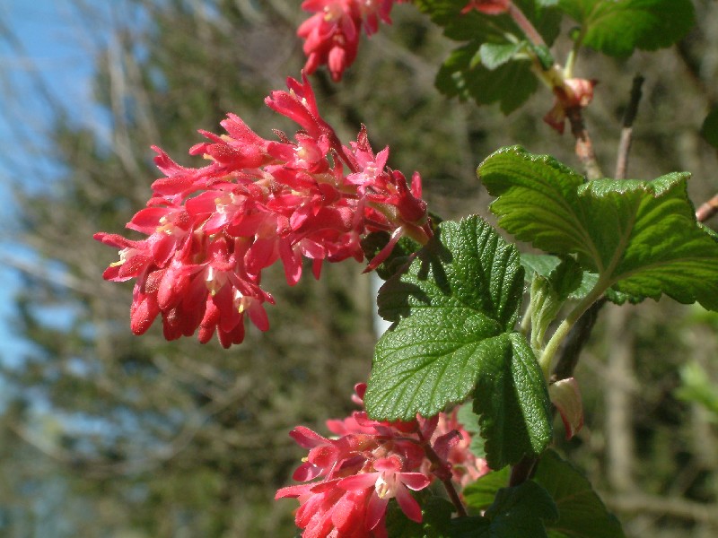 Ribes sanguineum 1