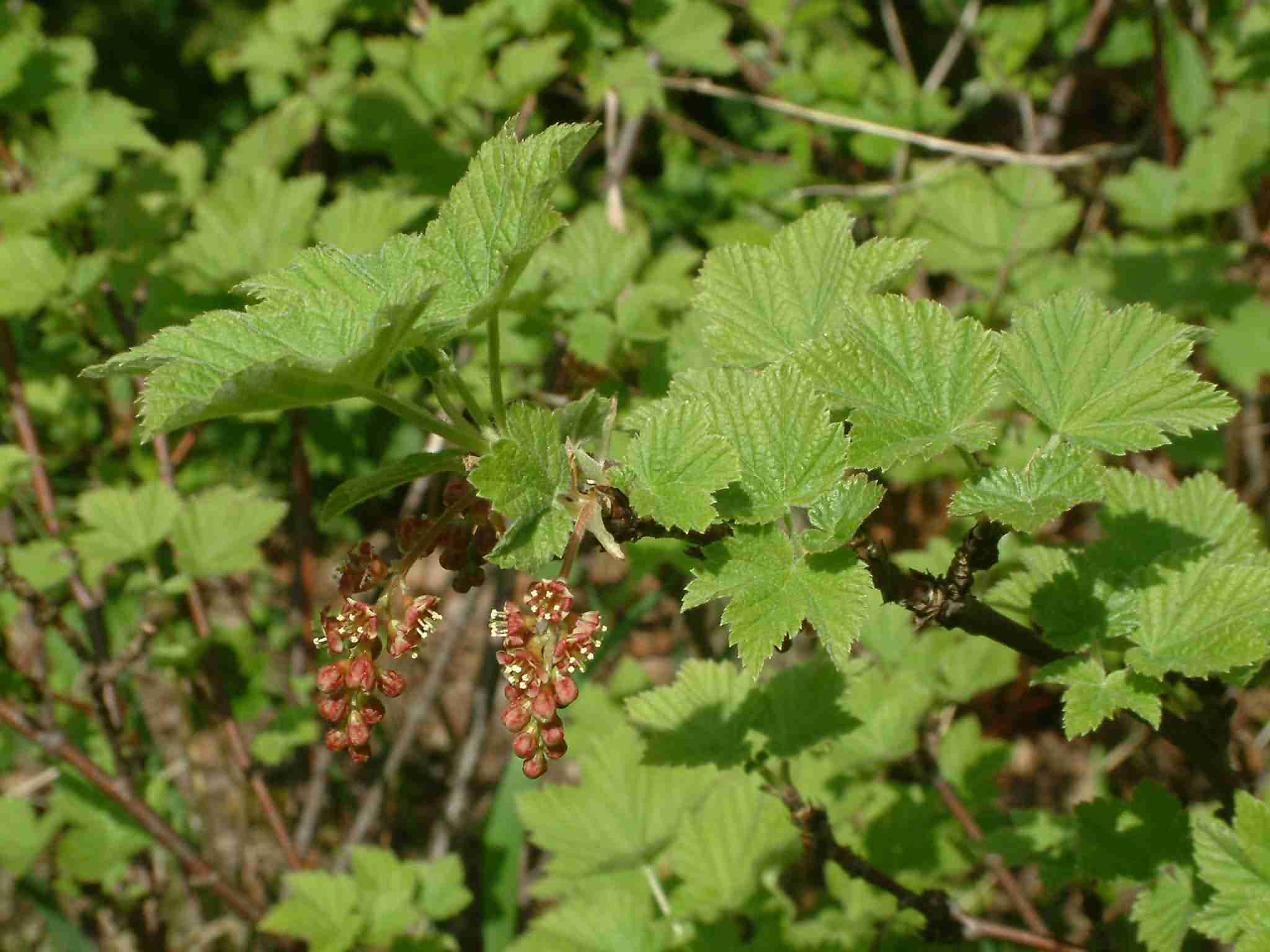 Ribes spicatum 1