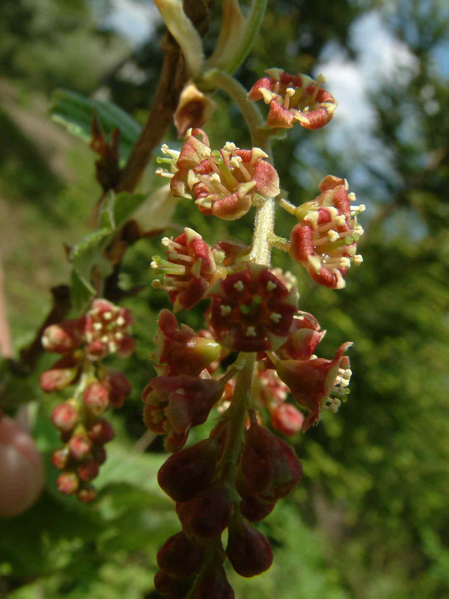 Ribes spicatum 2