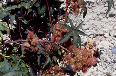 Ricinus communis 1